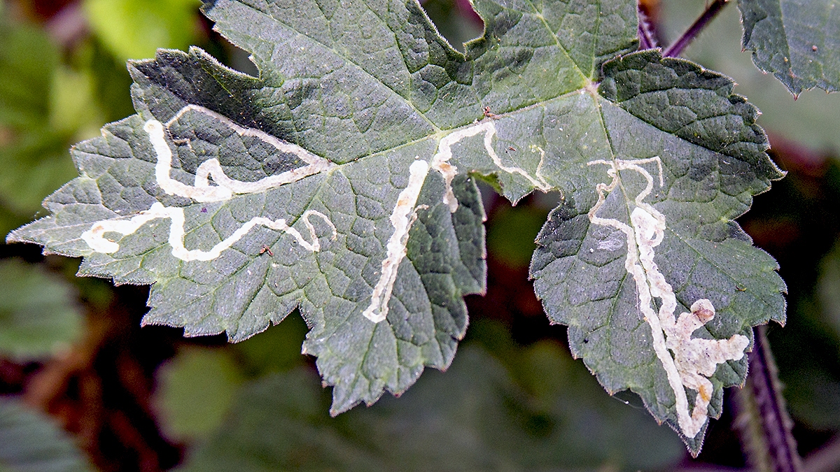 Hogweed Leaf Miner [Phytomyza spondylii ]
