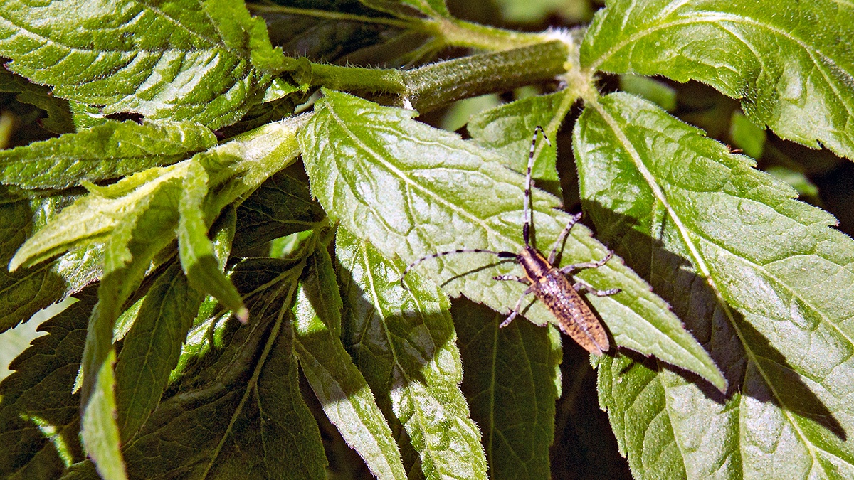 Golden-bloomed Grey Longhorn Beetle [Agapanthia villosoviridescens]