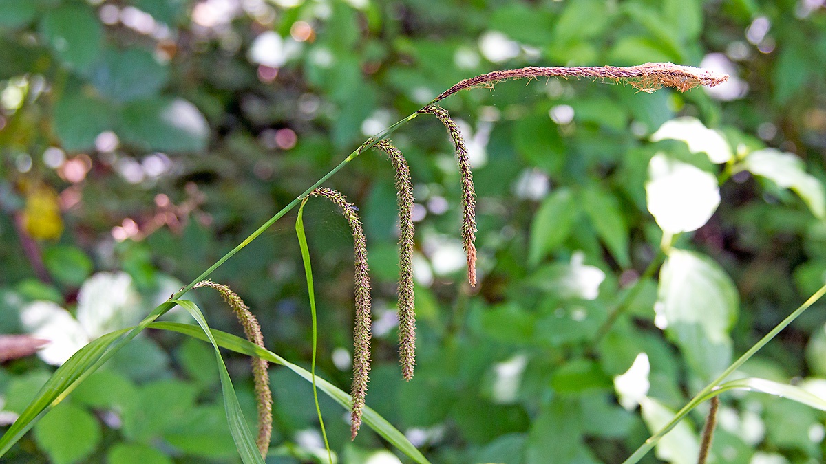 Pendulous Sedge [Carex pendula]