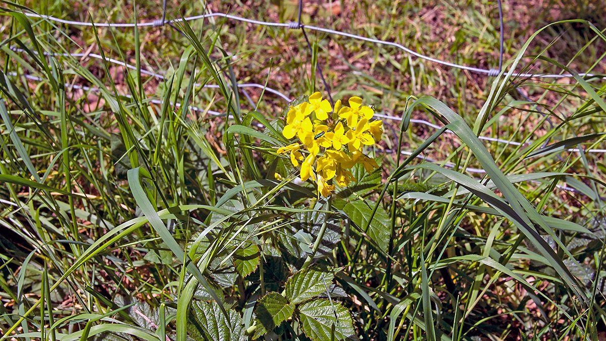 Field Mustard [Brassica rapa]