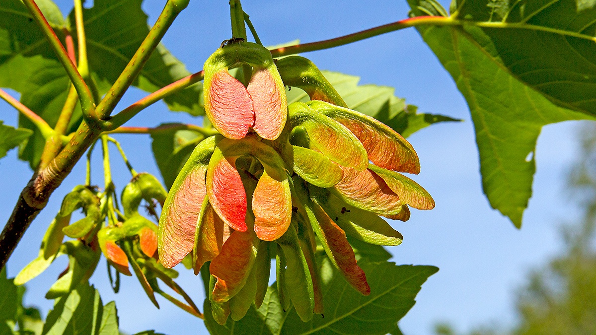 Sycamore [Acer pseudoplatanus]
