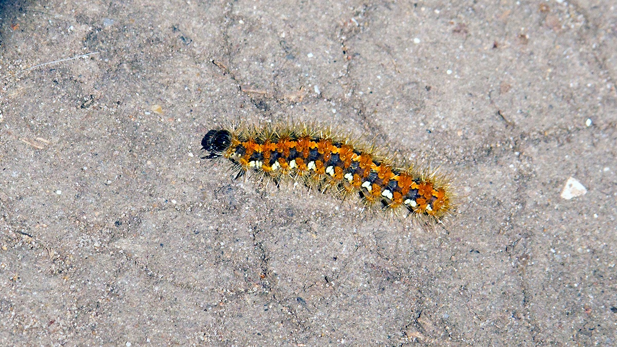 Jersey Tiger [Euplagia quadripunctaria]