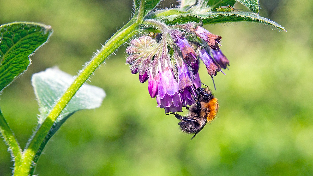 Common Carder Bee [Bombus pascuorum]