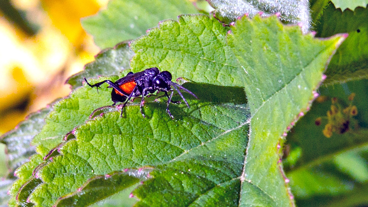 Cinquefoil Strider [Macrophya annulata]