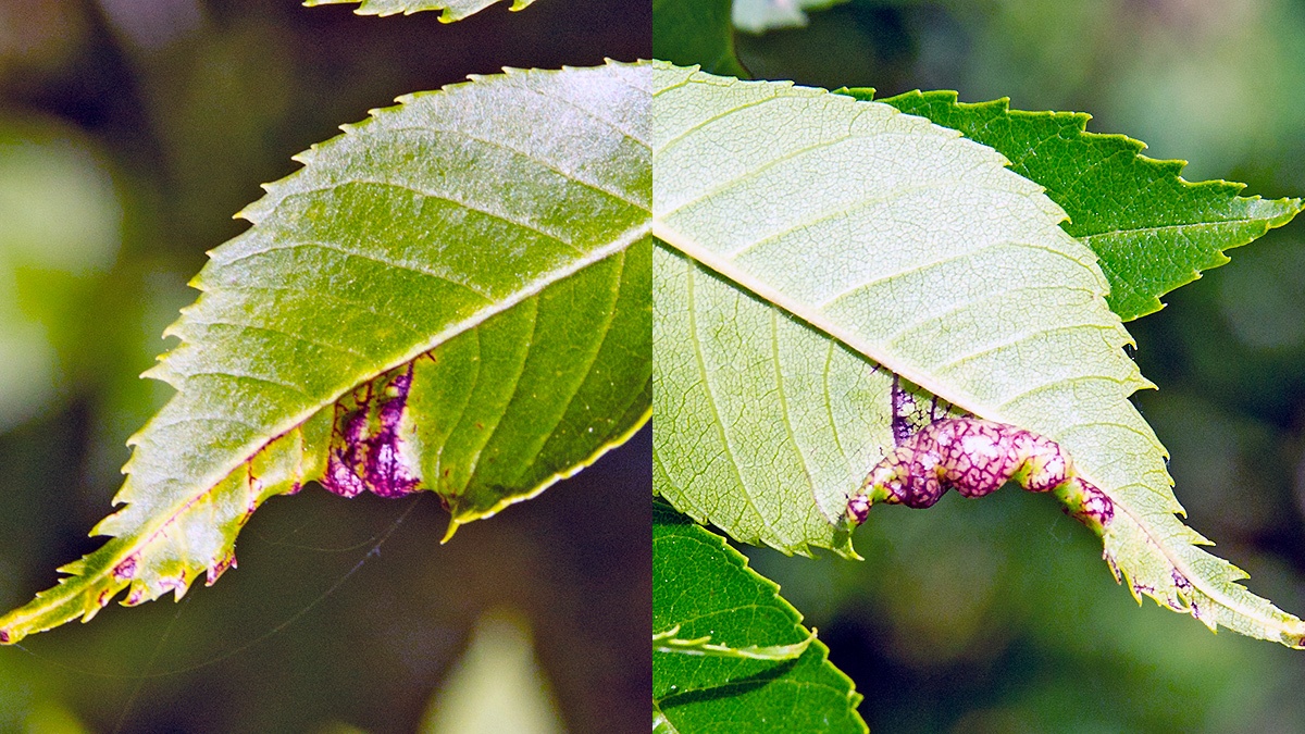 Ash Psyllid [Psyllopsis fraxini agg.]