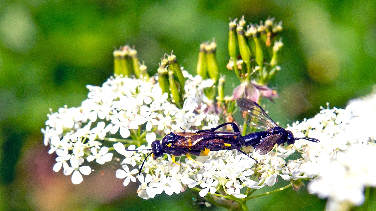 Dimorphic Strider [Macrophya montana]