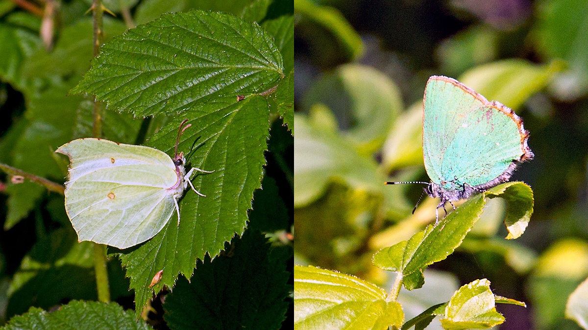 Brimstone [Gonepteryx rhamni] and Green Hairstreak [Callophrys rubi]
