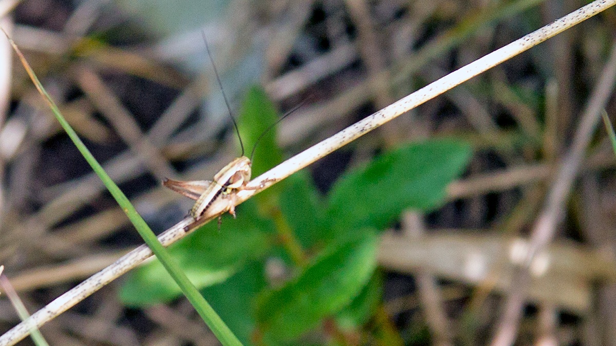 Roesel's Bush-cricket [Roeseliana roeselii]