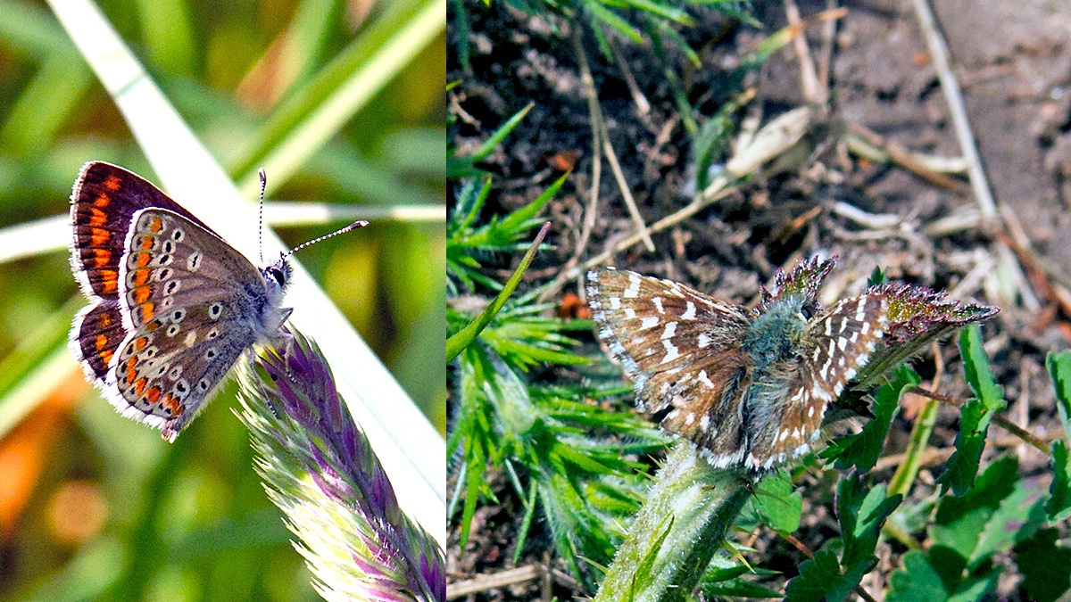 Brown Argus [Aricia agestis] and Grizzled Skipper [Pyrgus malvae]
