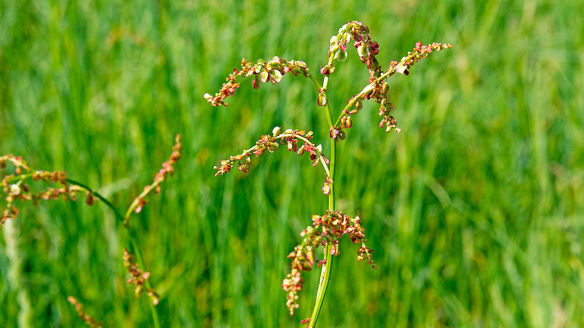 Common Sorrel [Rumex acetosa]