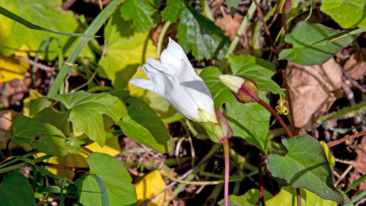 Hedge Bindweed [Calystegia sepium]