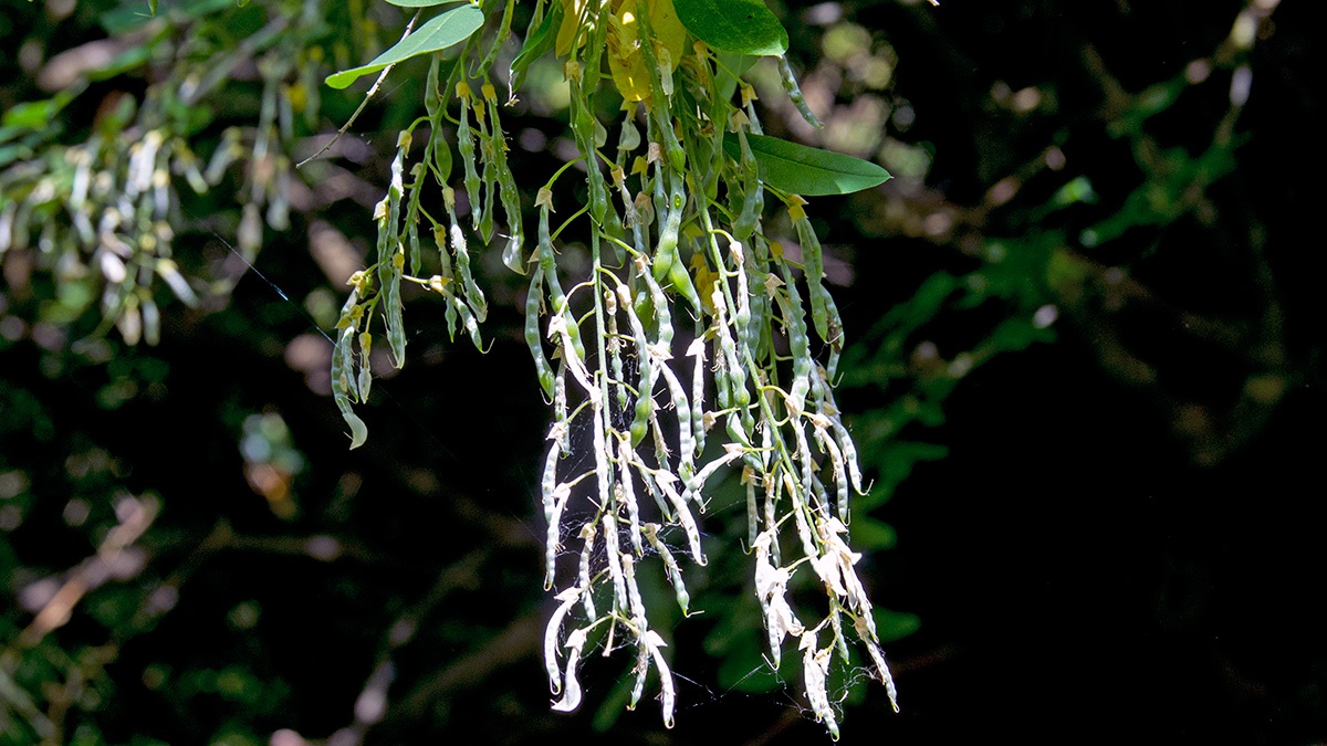 Common Laburnum [Laburnum anagyroides]