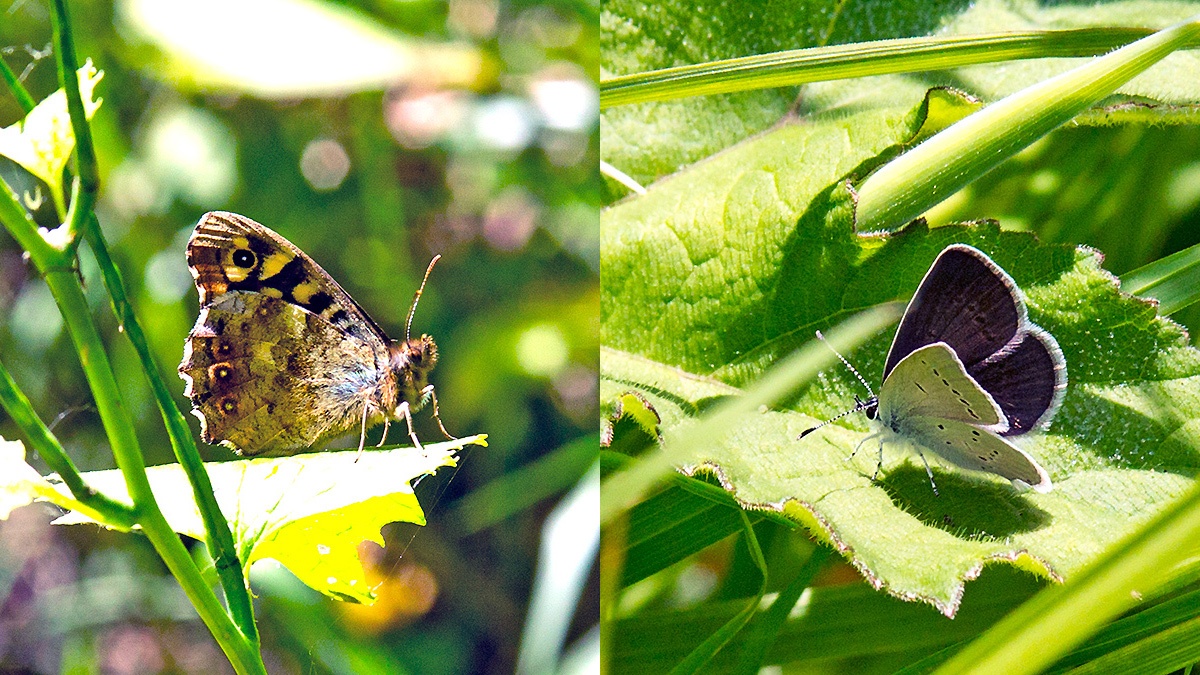 2 butterflies