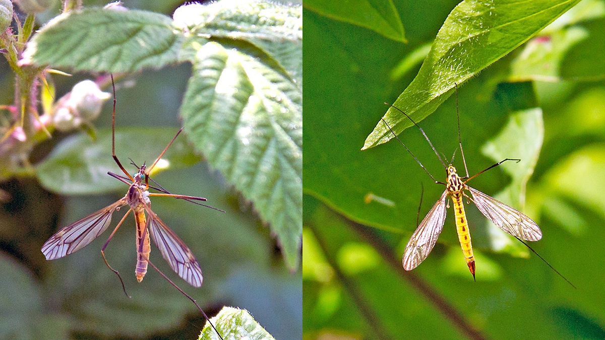 2 craneflies