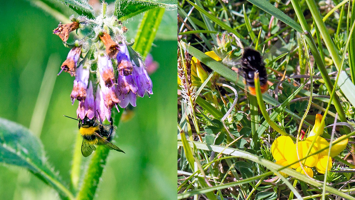 2 bees