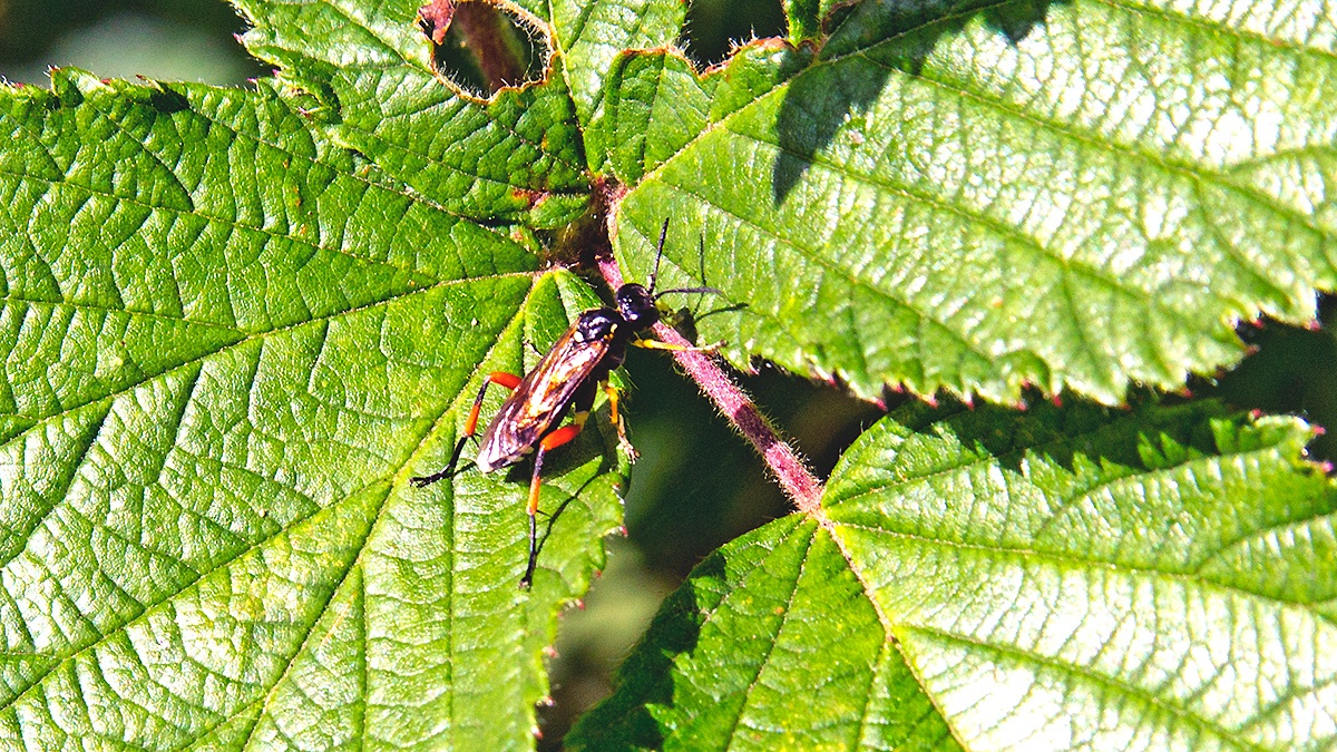 Red-thighed Macrophya [Macrophya rufipes]
