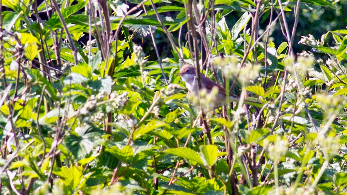 Common Whitethroat [Sylvia communis]