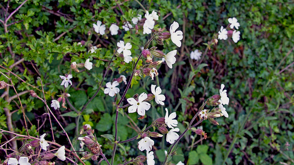 White Campion [Silene latifolia]