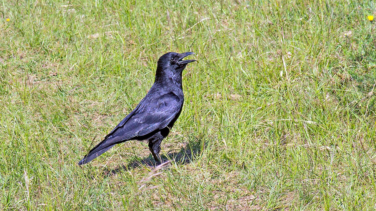 Carrion Crow [Corvus corone]