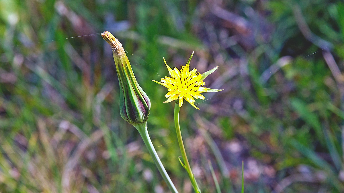 Goat's-beard [Tragopogon dubius]