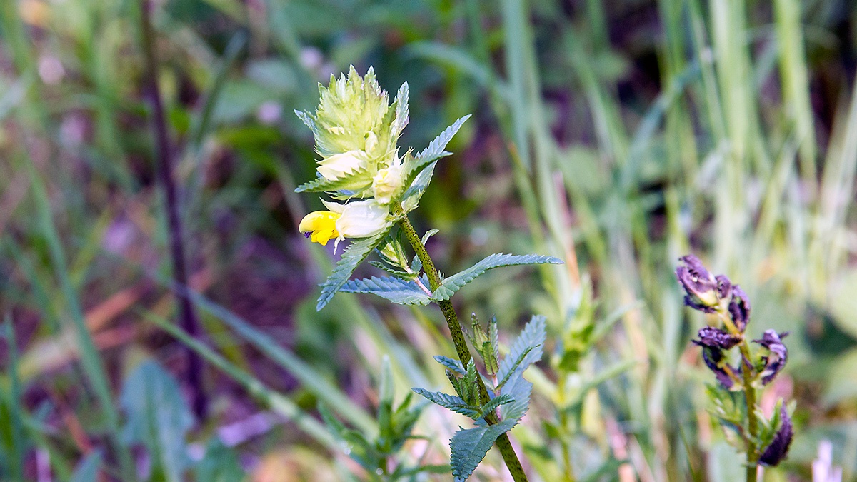 Yellow Rattle [Rhinanthus minor]