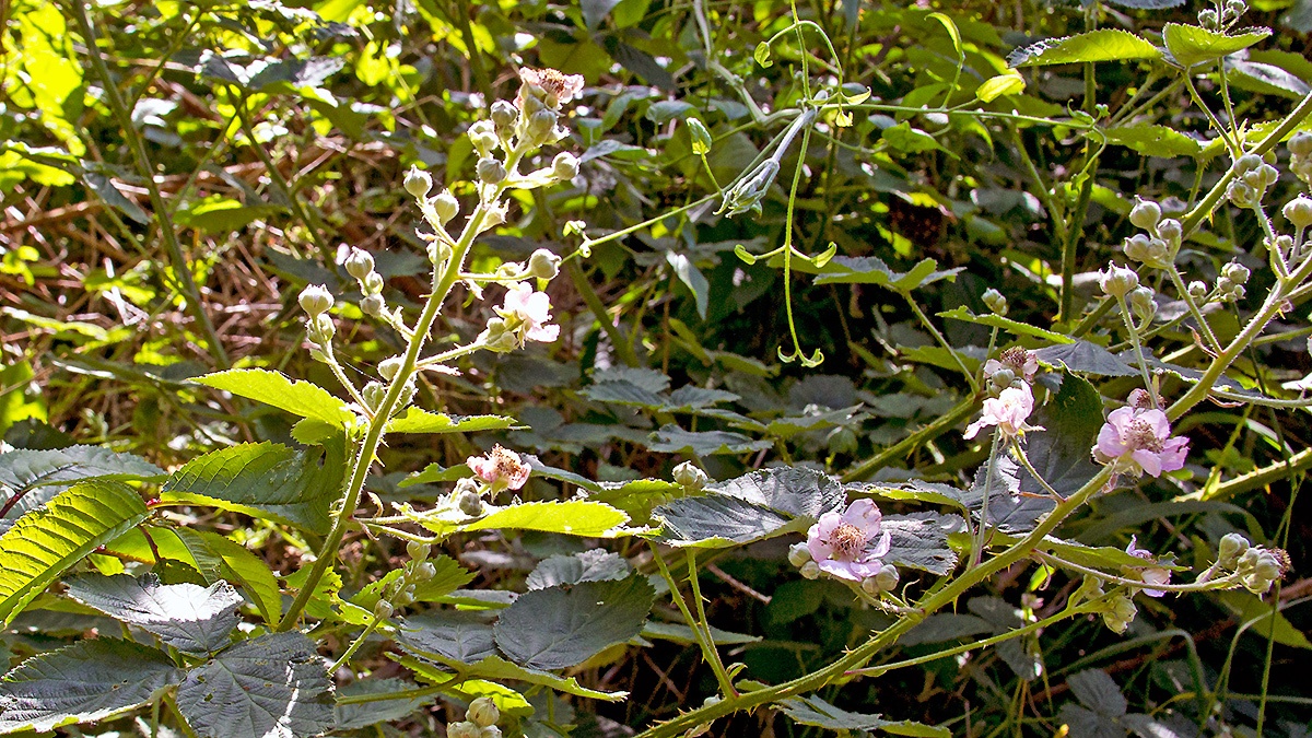 Himalayan Blackberry [Rubus armeniacus]