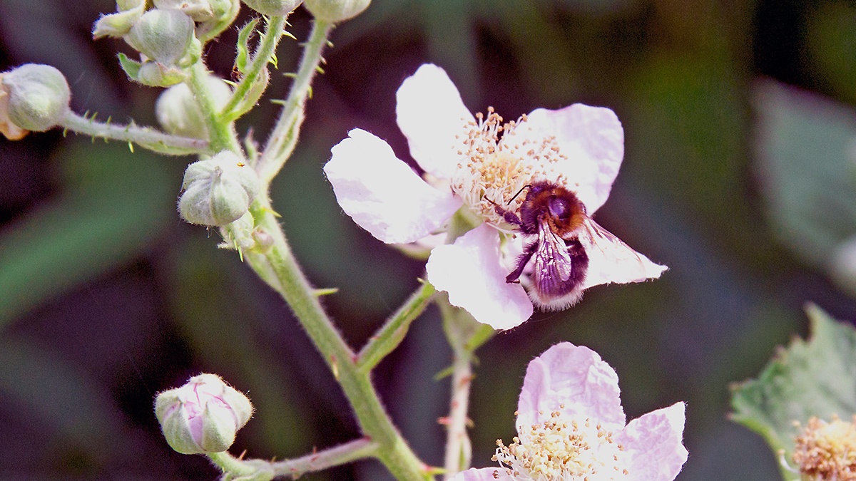 Tree Bumblebee [Bombus hypnorum]