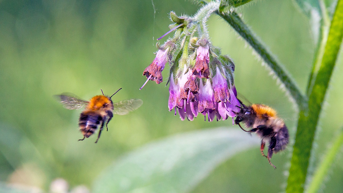 Common Carder Bee