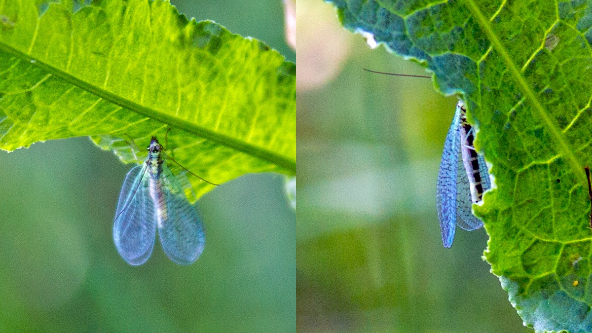 Pearly Green Lacewing [Chrysopa perla]