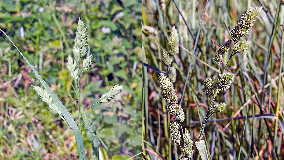 Cock’s-foot [Dactylis glomerata]
