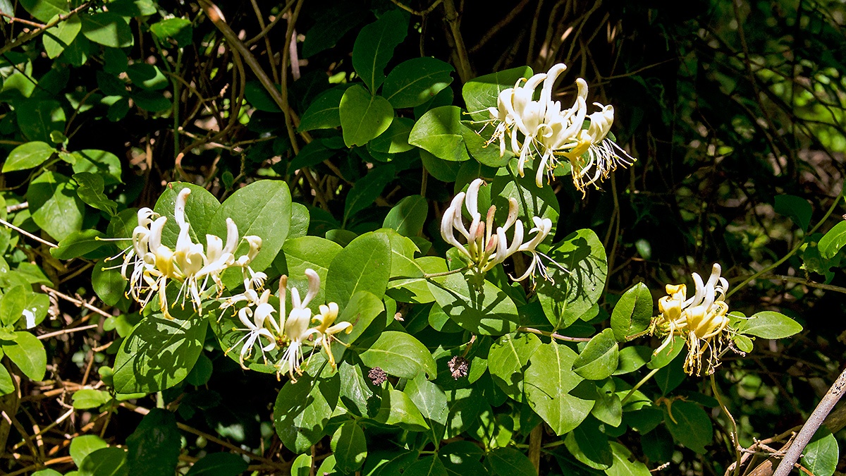 Common Honeysuckle [Lonicera periclymenum]