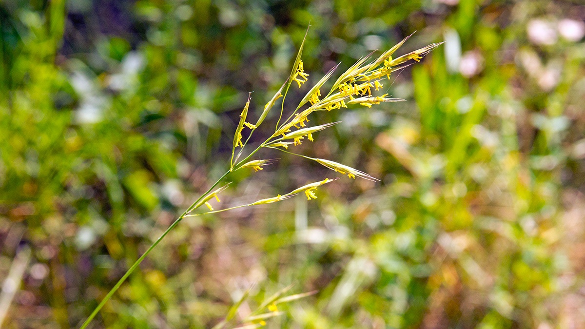 Meadow Brome [Bromus erectus]