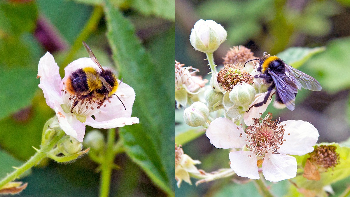 2 bumblebees