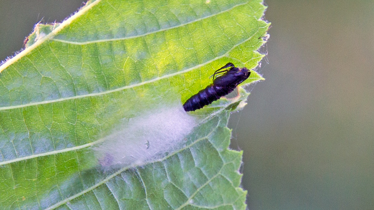 moth pupa