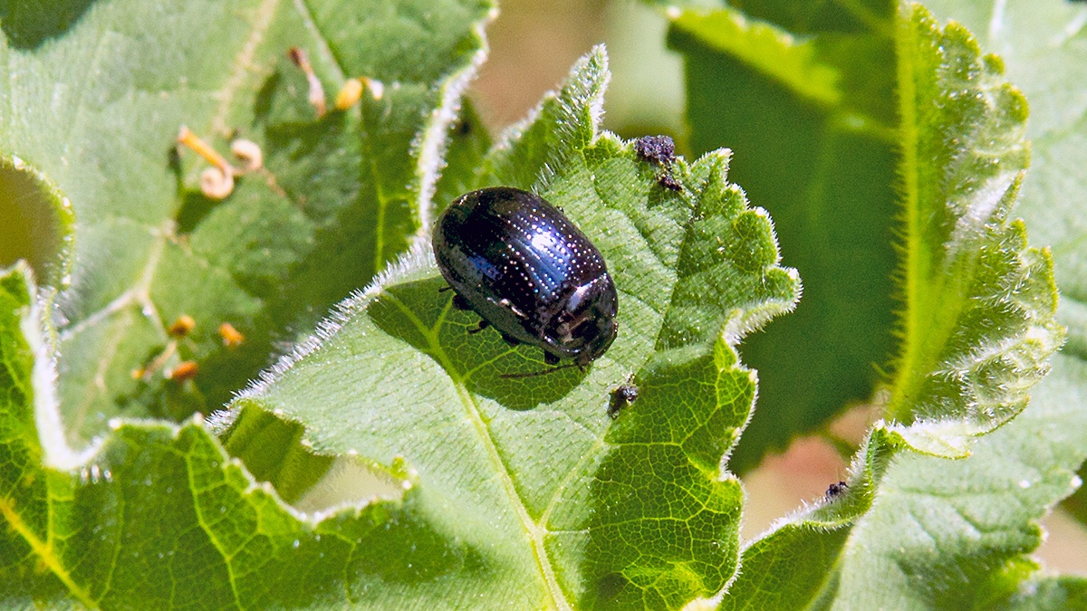 Cow Parsley Leaf Beetle [Chrysolina oricalcia]
