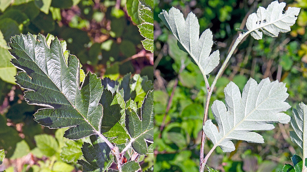 Swedish Whitebeam [Scandosorbus intermedia]