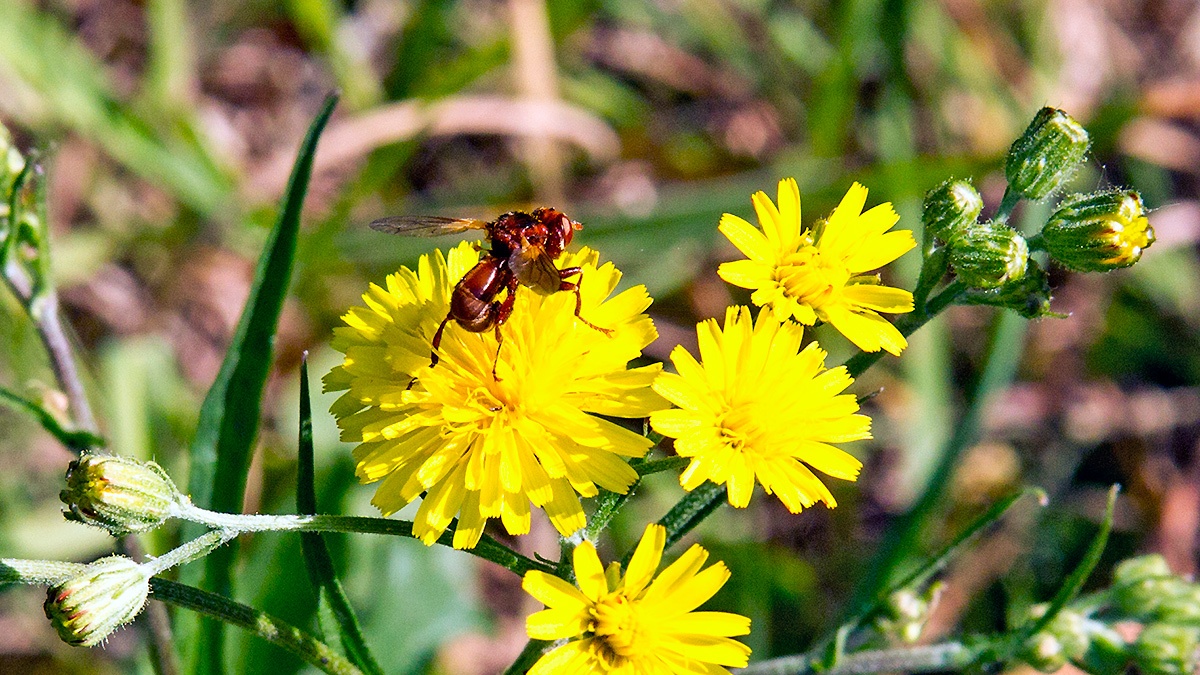 Ferruginous Bee-grabber [Sicus ferrugineus]