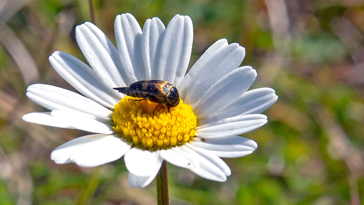 tumbling flower beetle [Variimorda villosa]