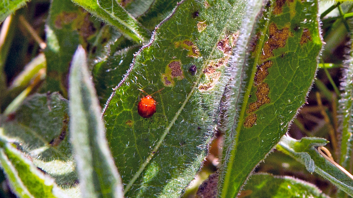 Artichoke Beetle [Sphaeroderma testaceum]