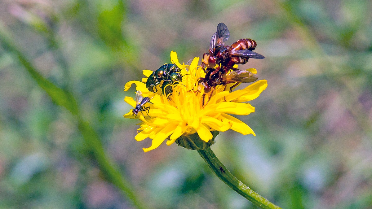 Ferruginous Bee-grabber [Sicus ferrugineus]