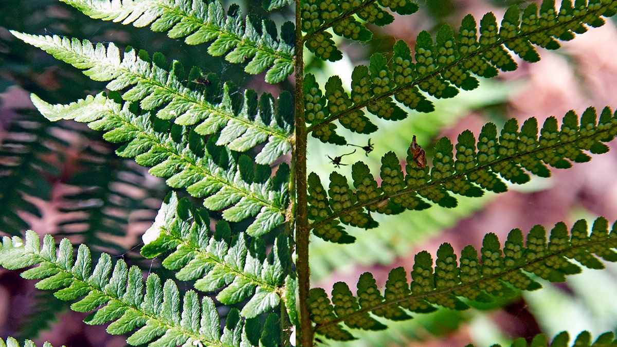 Scaly Male Fern [Dryopteris affinis]