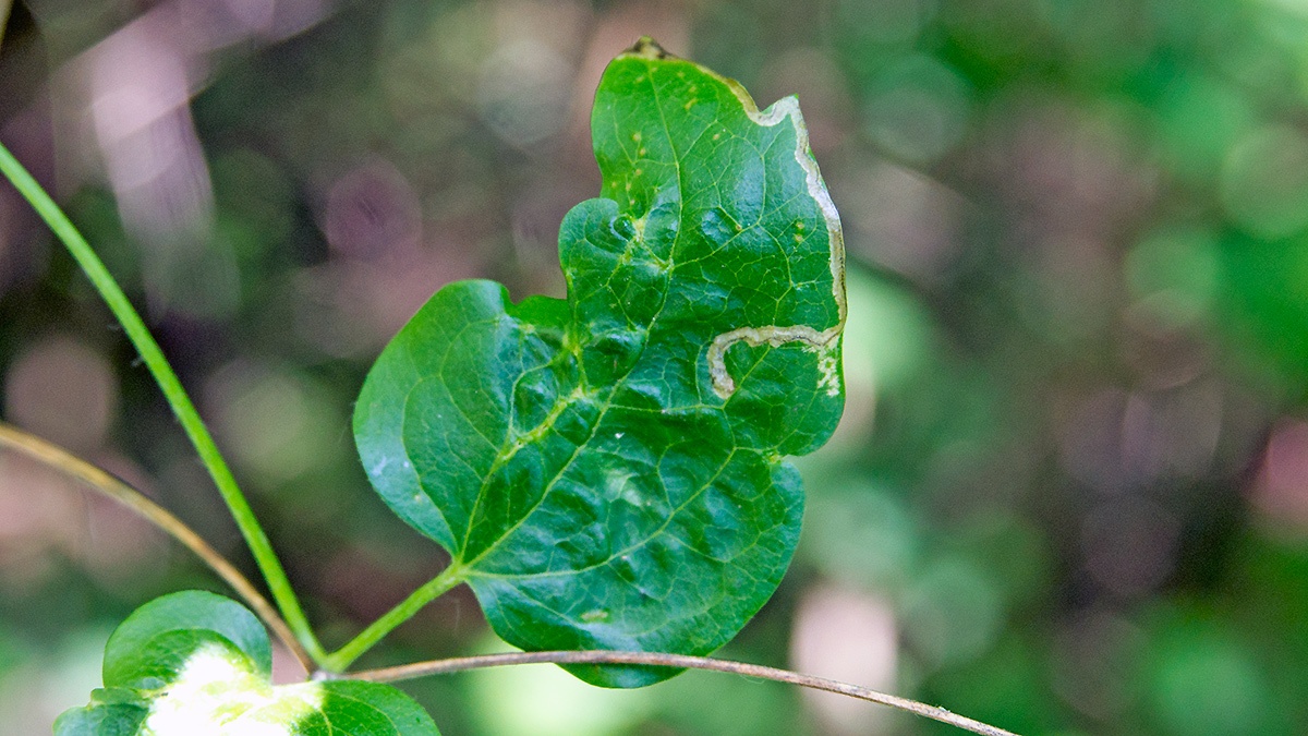 Old Man's Beard Leaf Miner [Phytomyza vitalbae]