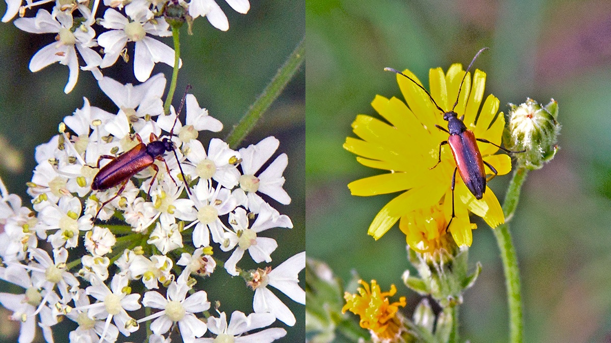 2 longhorn beetles