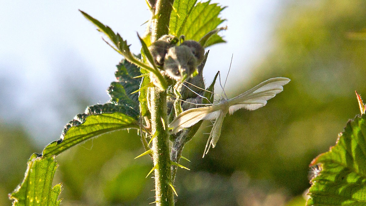 White Plume Moth [Pterophorus pentadactyla]
