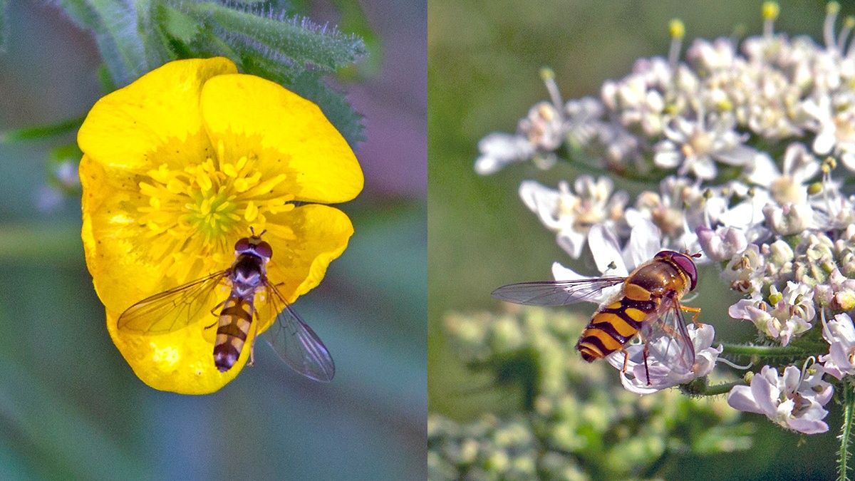 2 hoverflies