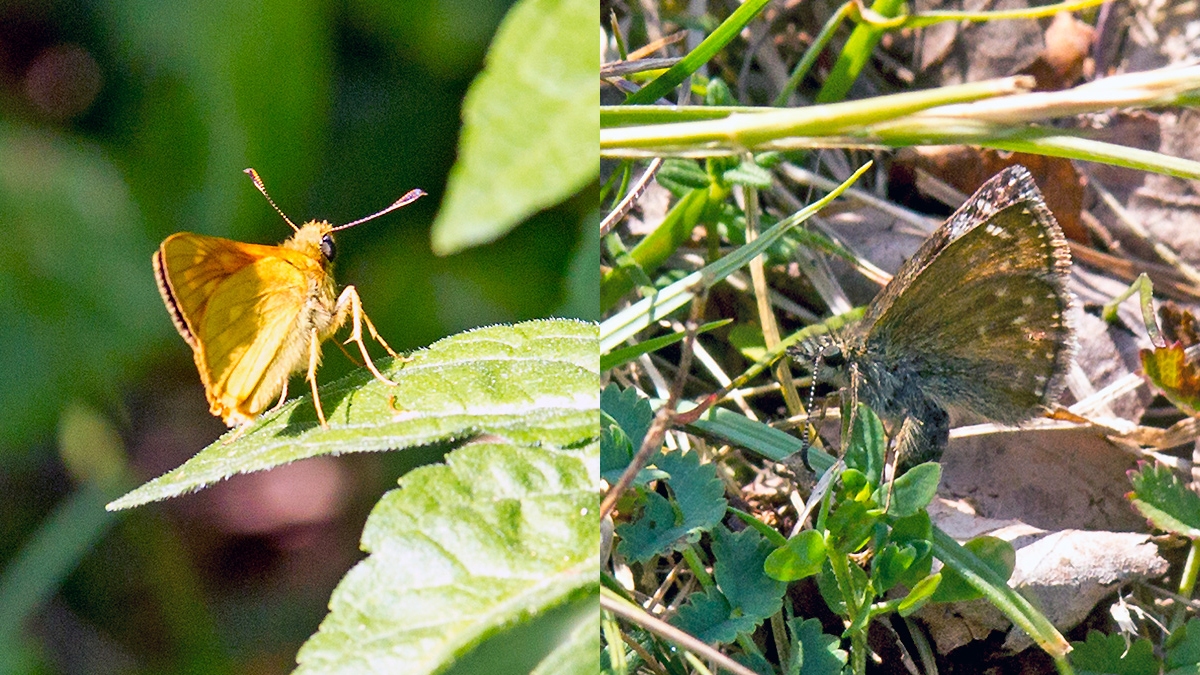 2 skipper butterflies