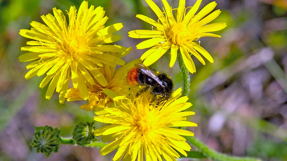 Red-tailed Bumblebee [Bombus lapidarius]