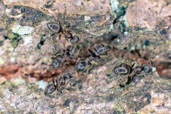 Black Garden Ant [Lasius niger?]