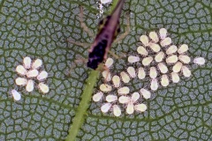 Sycamore Periphyllus Aphid [Periphyllus acericola]