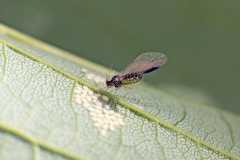 Sycamore Periphyllus Aphid [Periphyllus acericola]